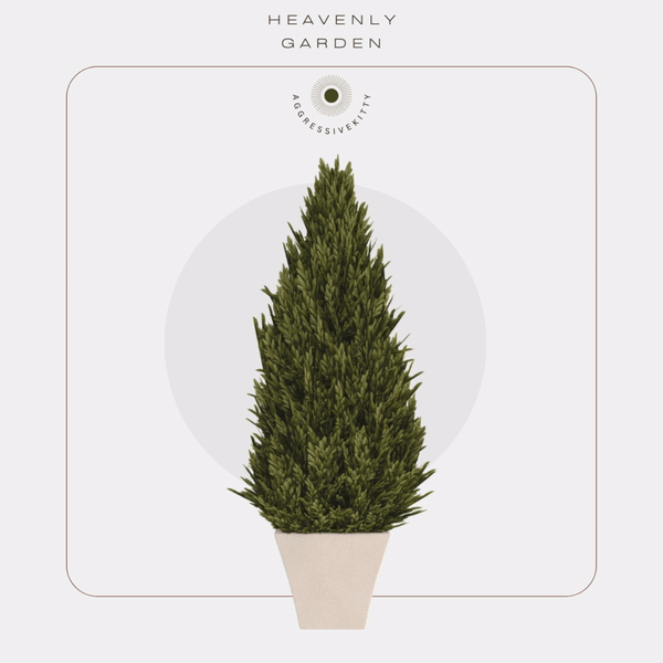 Галерея мода Коллекция растений Italian Cypress Topiary #1